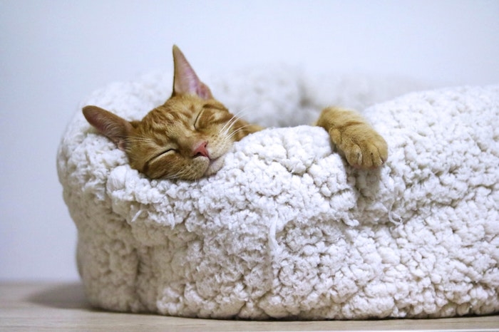 exemple de lit pour chat pouf confoertable moelleux soigner son chat à la maison
