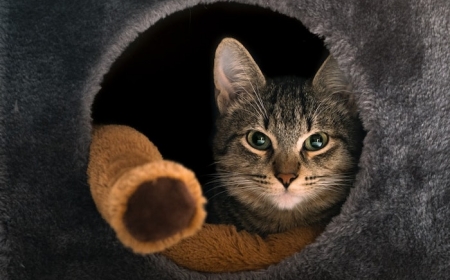 niche pour chat idée aménagement dessous d escalier original pour son animal de compagnie