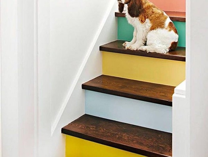 peinture pour escalier en bois contremarches en différentes couleurs murs blancs chien mignon