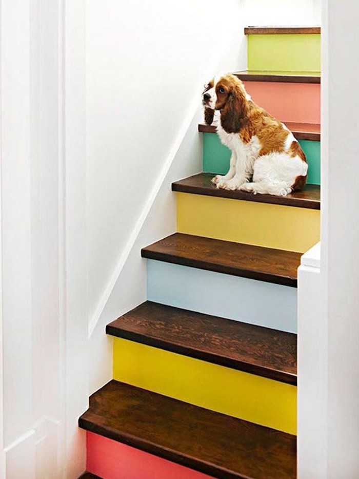 peinture pour escalier en bois contremarches en différentes couleurs murs blancs chien mignon