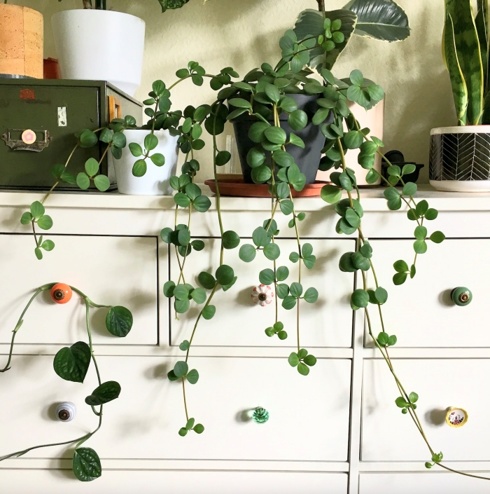 plante retombante peperomia hope décoration salon avec plantes vertes pot fleur blanc