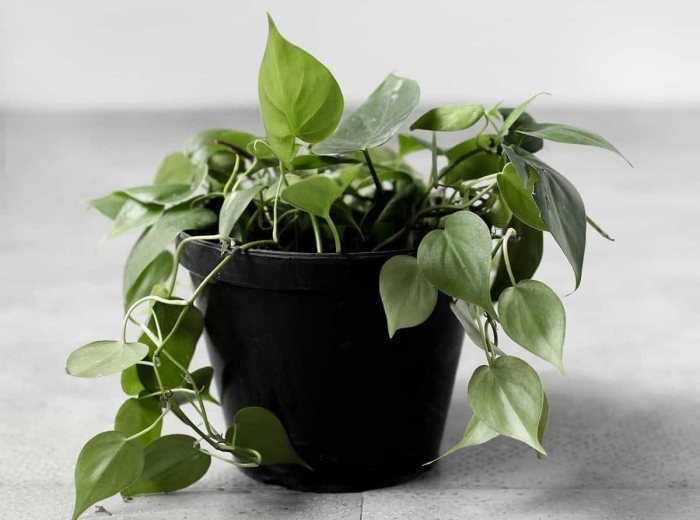 plante tombante interieur ombre philodendron cordatum pot fleur noir décoration intérieure végétale