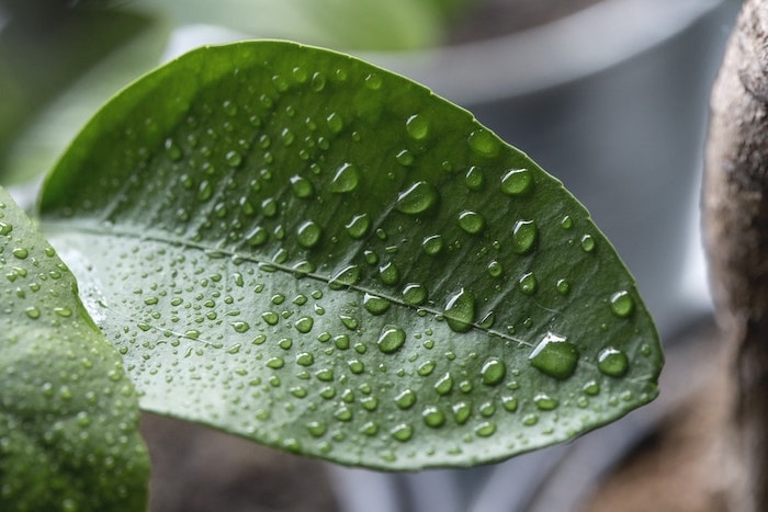 plante verte goutes d eau humidite dans la maison