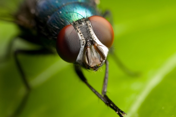 anti mouche efficace pour maison insecte sur une feuille verte