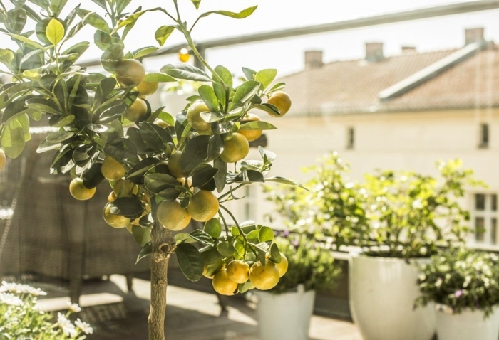arrosage citronnier en pot arbre citronnier sous le soleil