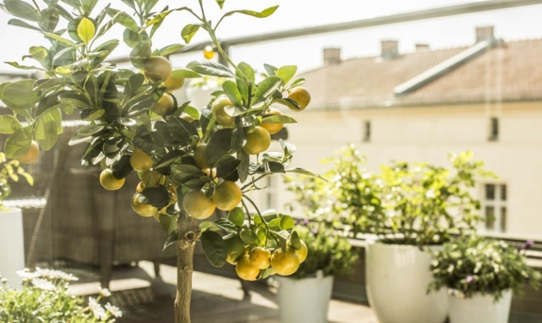 Conseils Et Astuces Comment Cultiver Un Citronnier En Pot ! - Archzine.fr