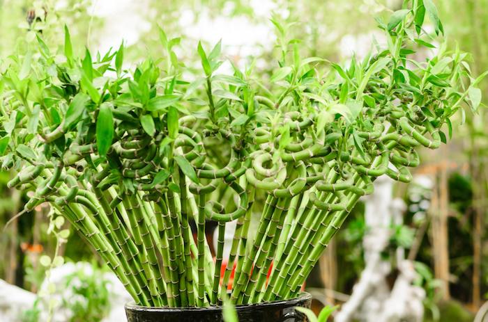 bac pour bambou plante verte en touffes bambou décoratif