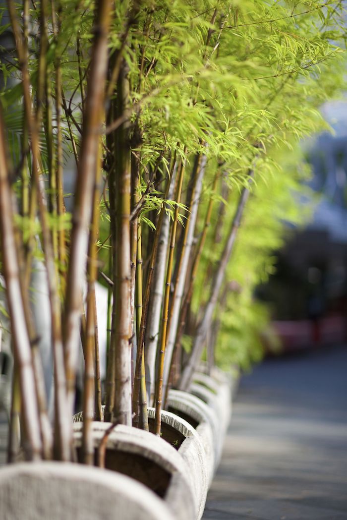 bambou non traçant brise vue planté en bacs à fleurs