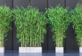Conseils et astuces comment entretenir et soigner un bambou en jardinière