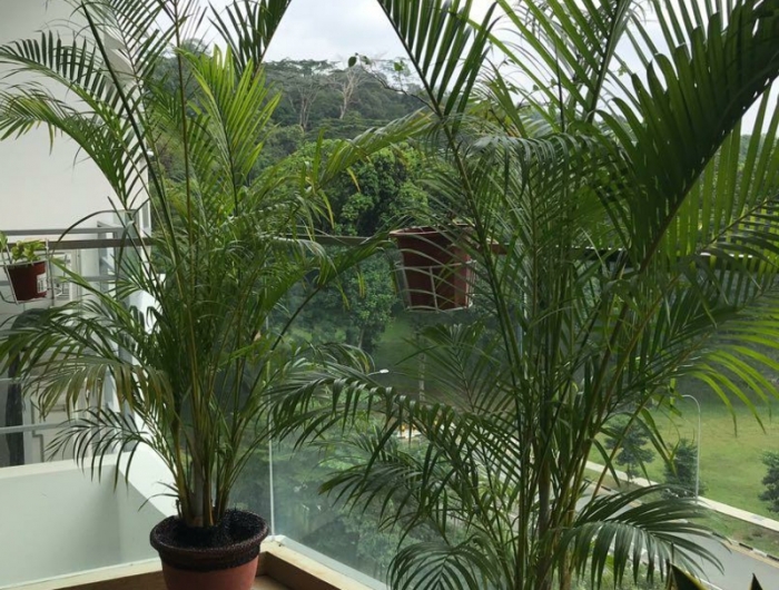 brise vue feuillage les palmiers jouent le rôle de brise vue sur le balcon