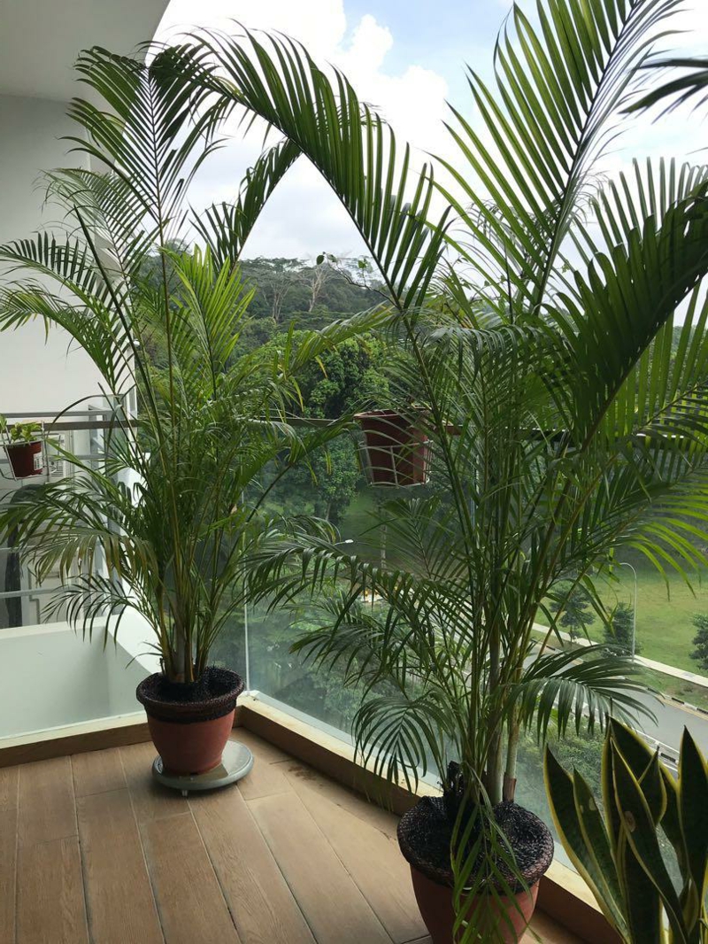 brise vue feuillage les palmiers jouent le rôle de brise vue sur le balcon