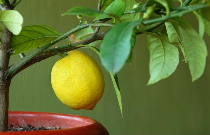 citronnier 4 saisons un citronnier en pot