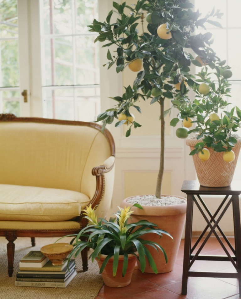 Le citronnier en pot plantation, taille et entretien — free download