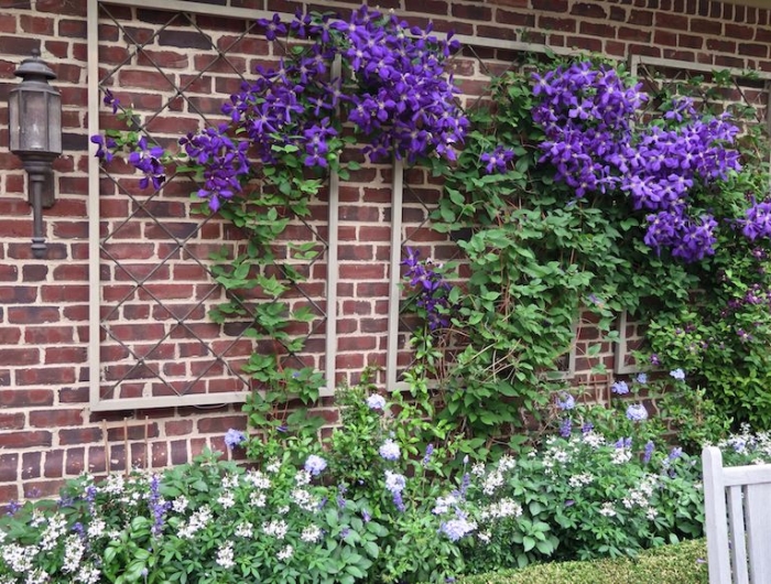 clématite dans la deco jardin plantes retombantes mur exterieur fleurie