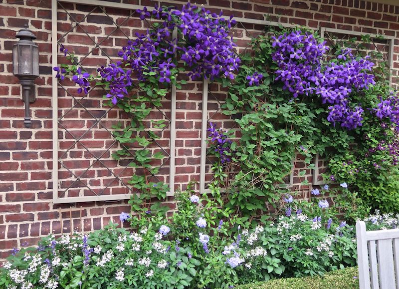 clématite dans la deco jardin plantes retombantes mur exterieur fleurie