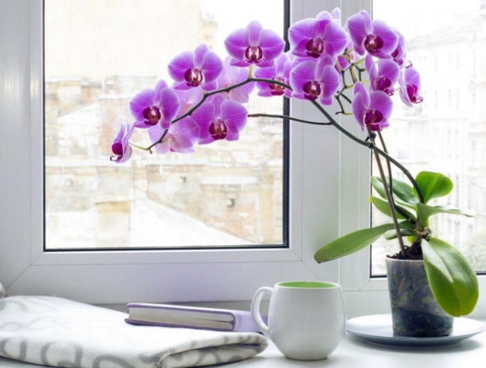 comment arroser une orchidée une orchidée très fleurie qui se trouve près de la fenêtre