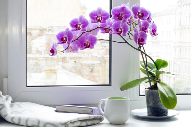 comment arroser une orchidée une orchidée très fleurie qui se trouve près de la fenêtre