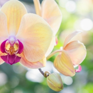 Comment entretenir une orchidée ? Une tâche difficile, mais non pas impossible !