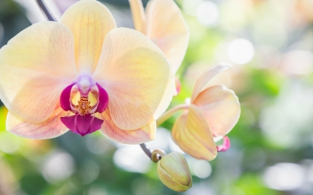 comment entretenir une orchidée très fine et belle en jaune