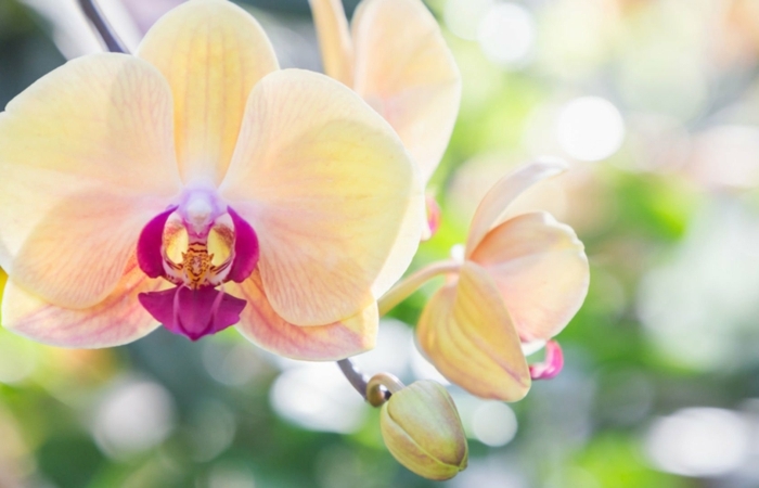 comment entretenir une orchidée très fine et belle en jaune