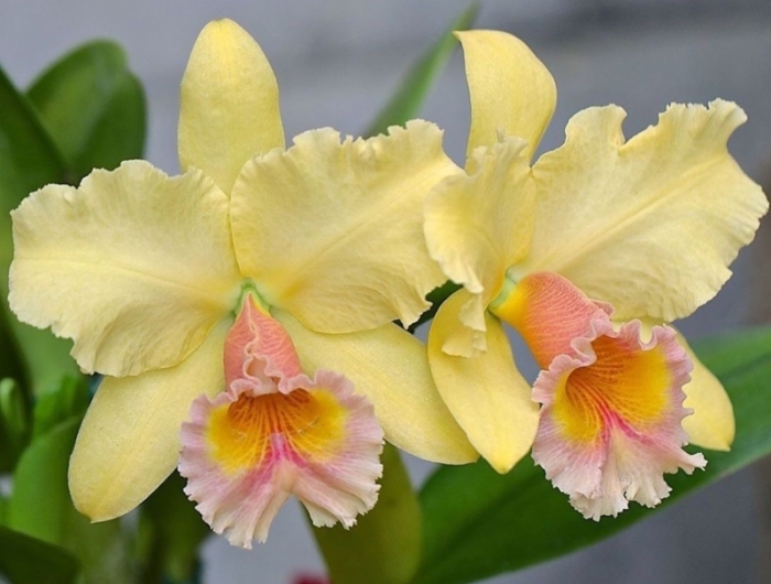 comment entretenir une orchidée une orchidée de type cattleya en jaune