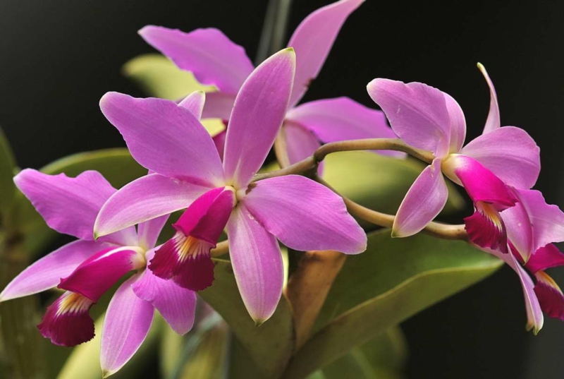 comment entretenir une orchidée une orchidée de type cattleya en rose