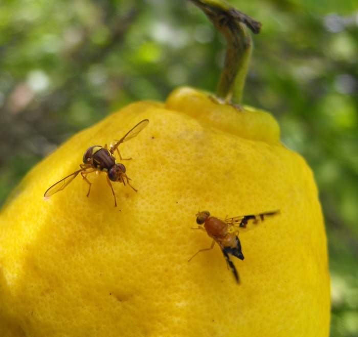 comment éliminer les moucherons à la maison moucherons sur un citron