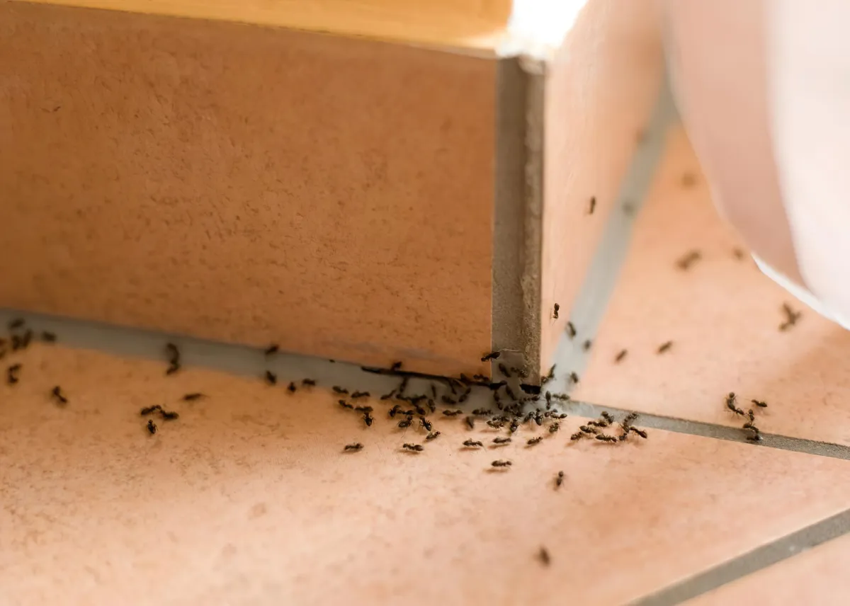 comment faire pour eliminer les insectes de la maison
