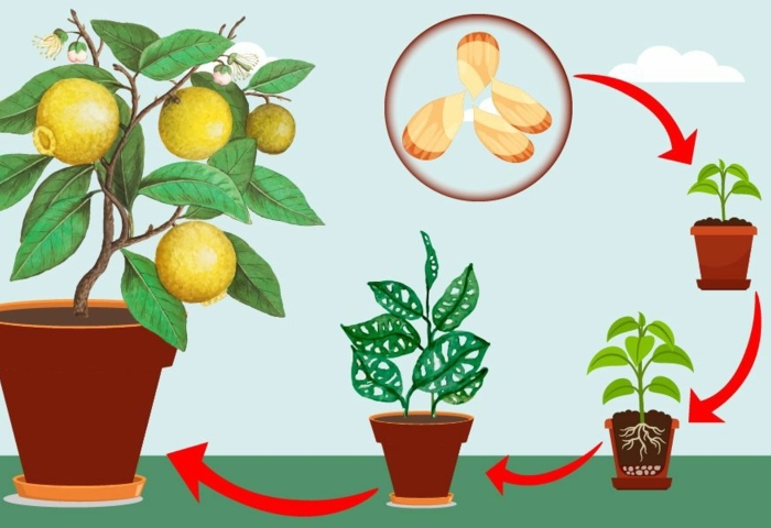 comment faire pousser un citronnier le chemin d un citronnier