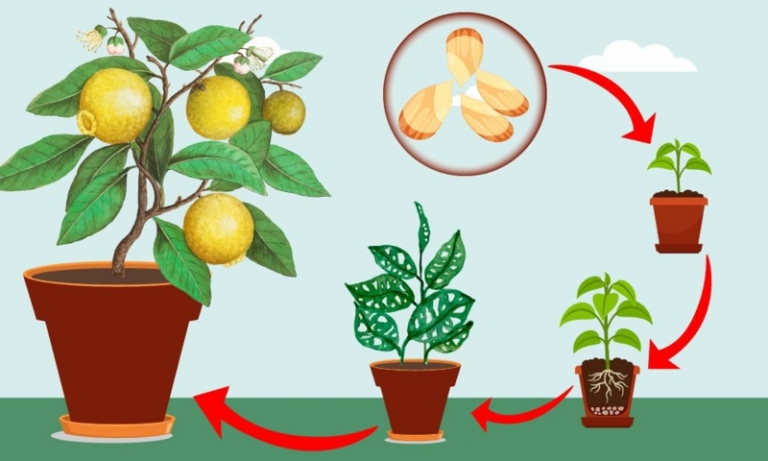 Conseils Et Astuces Comment Cultiver Un Citronnier En Pot ! - Archzine.fr