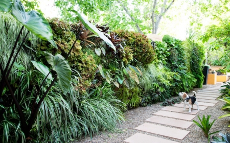 comment habiller un mur extérieur abimé de plantes vertes mur vegetal exterieur