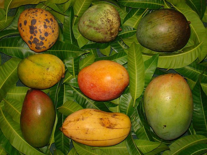 comment savoir si une mangue est mûre étapes différentes