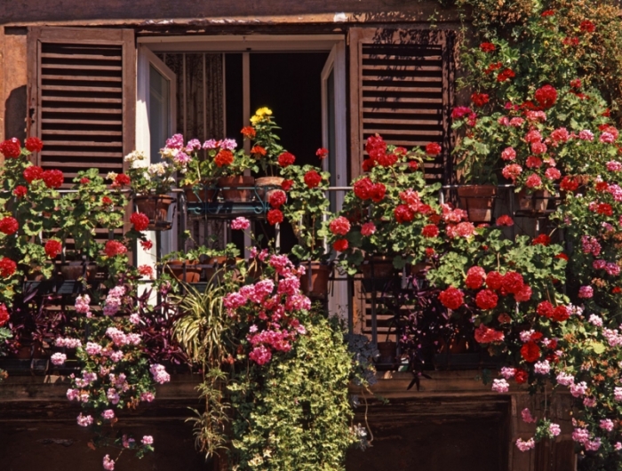 comment se cacher des voisins rapidement le beau rosier grimpant sur une terrasse