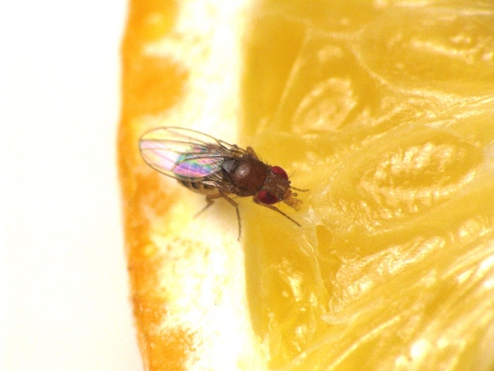 comment se débarrasser des moucherons citron et moucheron