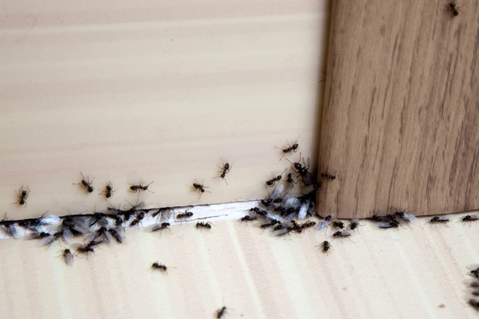 comment se débarrasser des fourmis méthodes efficaces contre invasion insectes intérieur