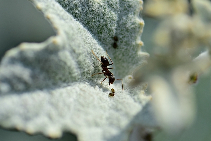 comment se débarrasser des pucerons fourmis rèmede naturel contre parasites jardin