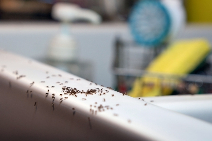 comment tuer des fourmis solutions naturelles efficaces contre invasion insectes maison