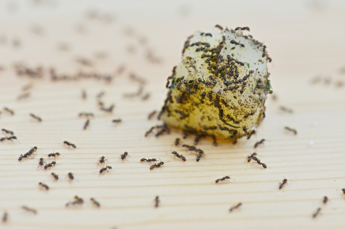 comment éliminer les fourmis avec des ingrédients naturels sans produits chimiques méthodes