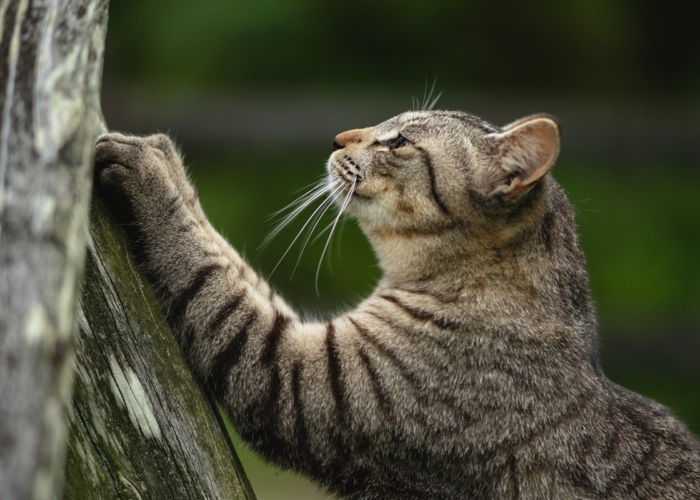comment éloigner les chats un chat qui aiguise ses ongles sur un arbre