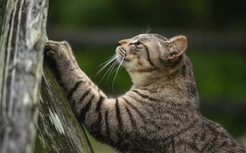 comment éloigner les chats un chat qui aiguise ses ongles sur un arbre