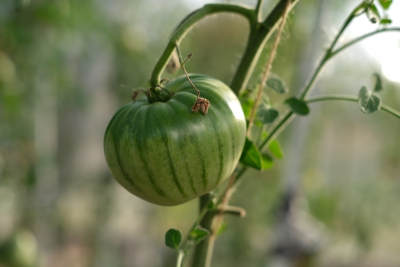 confiture de tomates vertes thermomix préparation recette avec variété tomate mûre verte