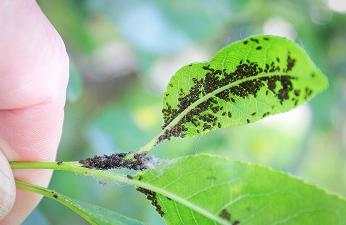 conseils et méthodes pour éliminer les pucerons remèdes utiles plantes contre parasites