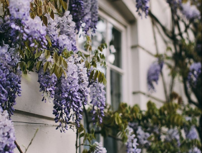 decoration mur exterieur jardin glycine fleurs blanches et violettes façade maison blanche