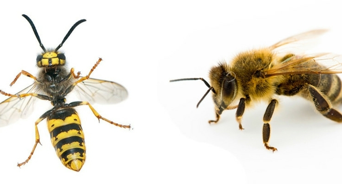 difference entre guepe et abeille une photo d une guêpe et d une abeille