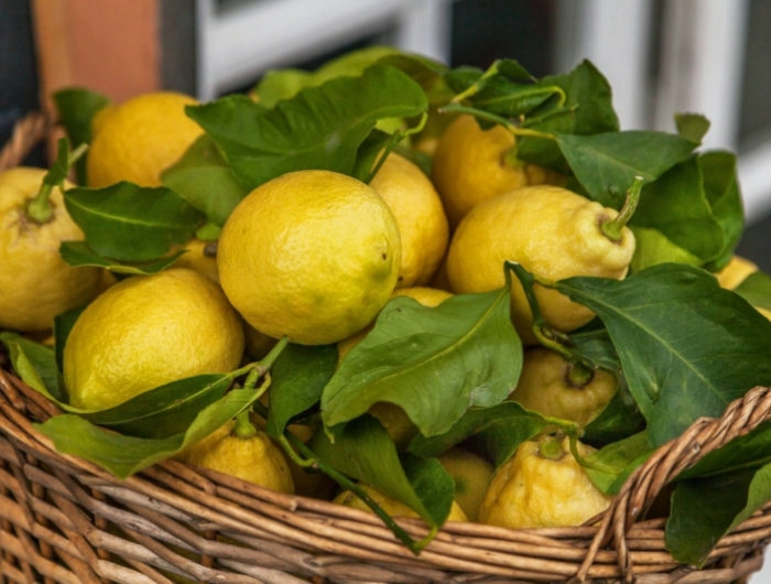 entretien citronnier des citrons dans un panier