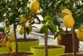 Le citronnier en pot – plantation, taille et entretien