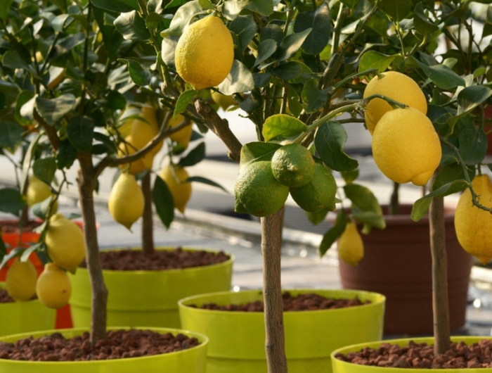 entretien citronnier en pot un arbre citronnier en pot plastique
