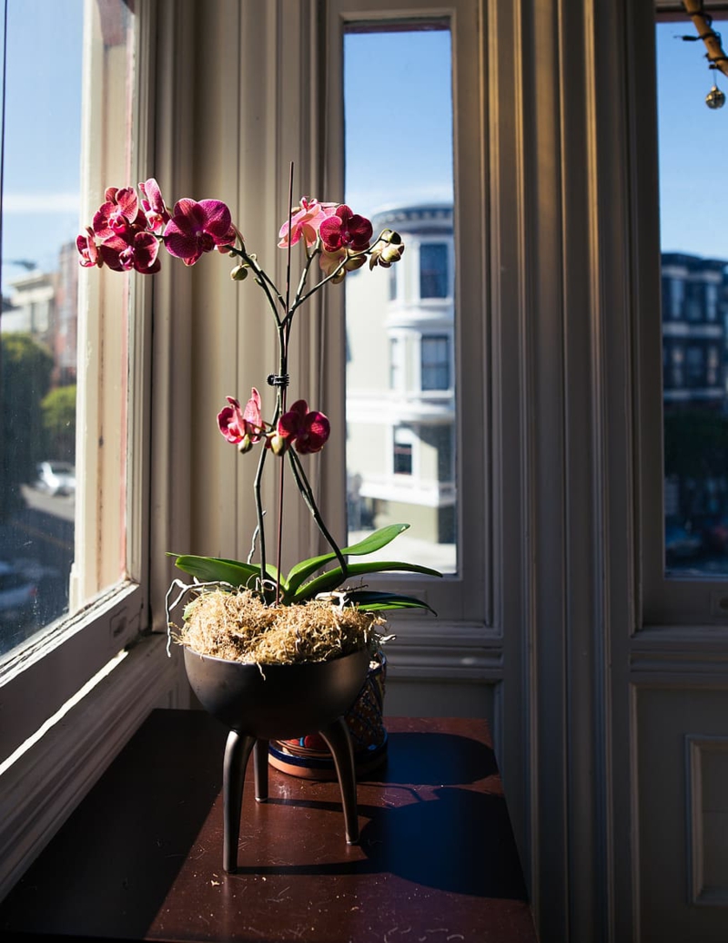 entretien des orchidees d interieur une orchidée rose près de la fenêtre