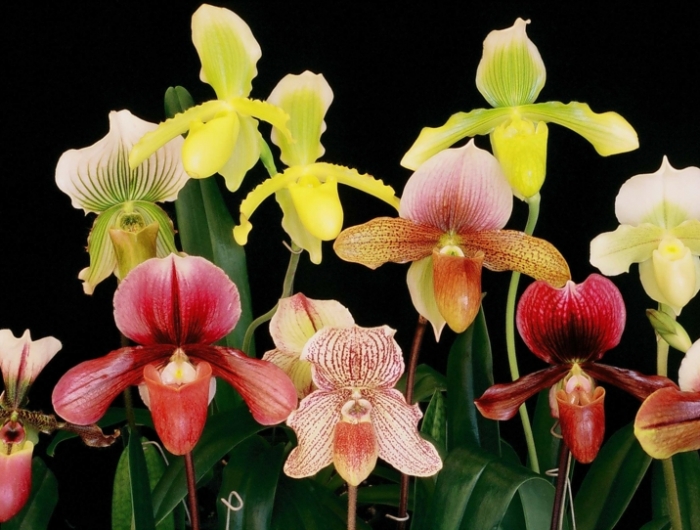 entretien orchidée des orchidées de type paphiopedilum de couleurs différentes