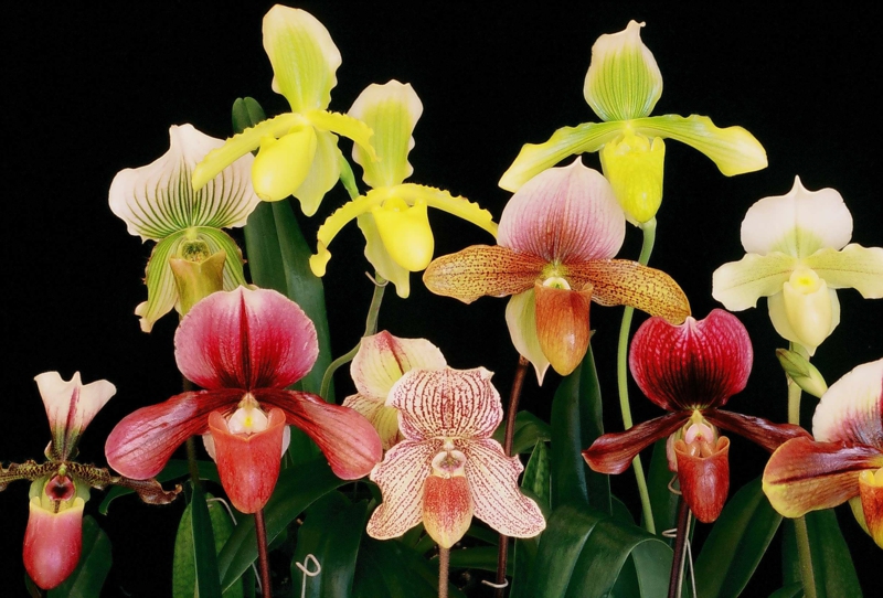 entretien orchidée des orchidées de type paphiopedilum de couleurs différentes